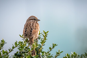 Back view of a Song Sparrow (Melospiza melodia) perched atop a green shrub. Raleigh, North Carolina.