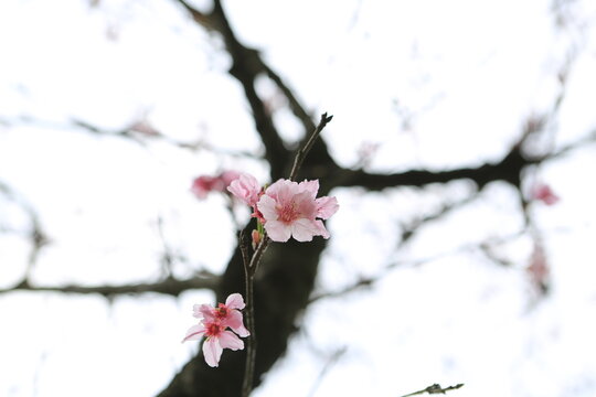 Sakura in Yangmingshan National Park.