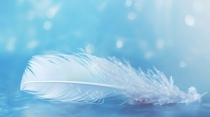 Fototapeta na wymiar A bright blue background with one white feather.