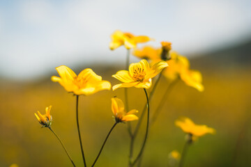 Close-up Shot of Wild Yellow Flowers