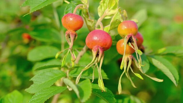 A branch with ripe rosehip fruits.