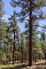 The Pine forest at Griffith Springs, Flagstaff, Arizona.