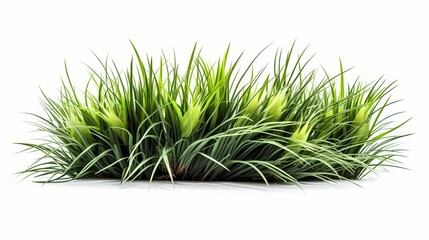 Gree Grass isolated in White. AI Generative Image