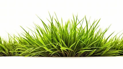 Obraz premium green grass isolated on white background