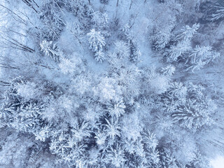 Aerial. Trees and snow in a winter forest. Nature background top view from drone