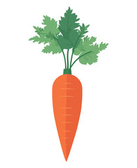 Fresh carrot vector design