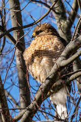 Red-Shouldered Hawk, buteo lineatus, lurking on branch