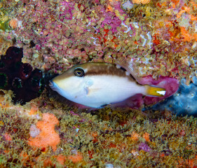 Obraz na płótnie Canvas Baby triggerfish