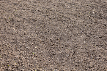 Plowed land, soil, with young plant seedlings.