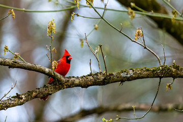 Northern Male Cardinal Perched on a Branch