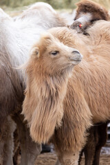 The two-humped Bactrian camel (Camelus bactrianus) is the most common species of camel found in Mongolia, and it is well-suited to the harsh climate and terrain of the Gobi desert.