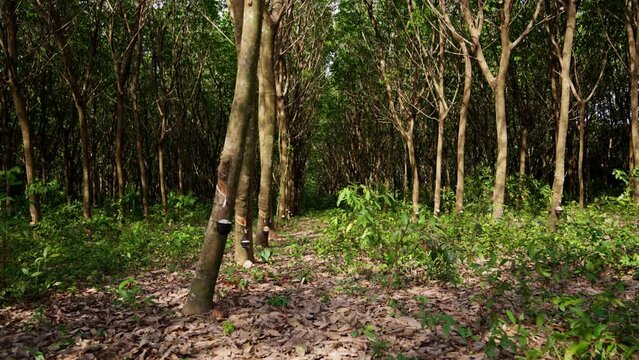 Rubber Trees In Thailand