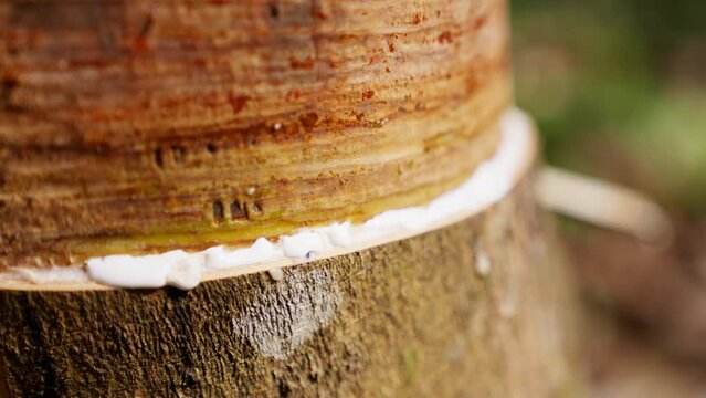 Close-up Of Spiral Incision On A Rubber Tree