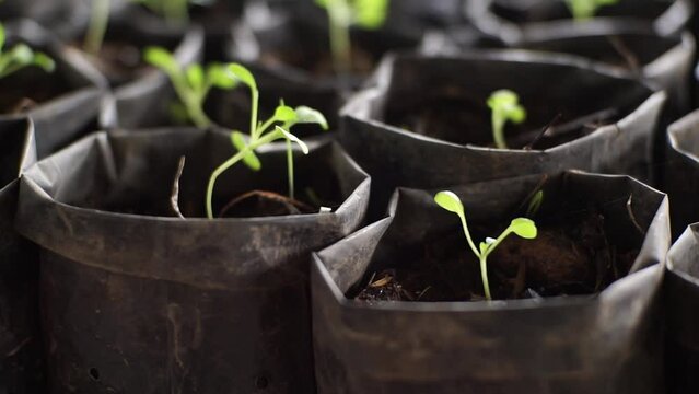 farmer planting bok choy plant seeds into poly bags in the nursery
