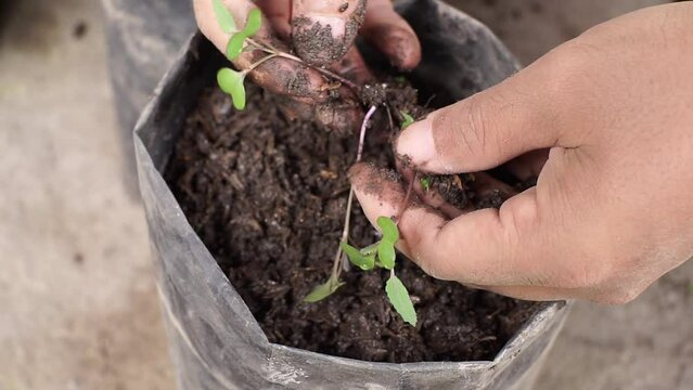 farmer planting bok choy plant seeds into poly bags in the nursery