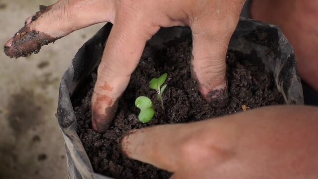 farmer planting bok choy plant seeds into poly bags in the nursery