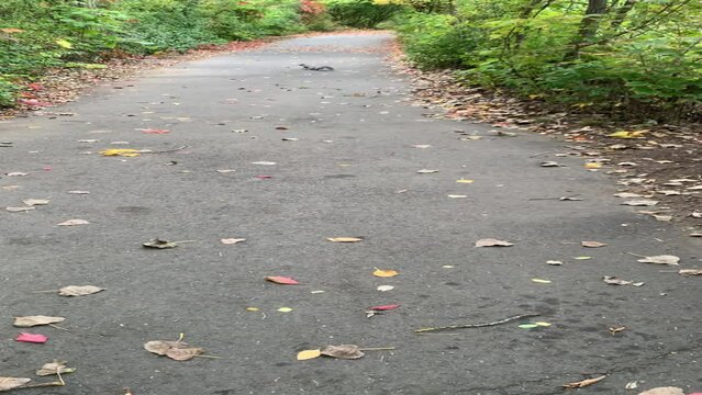 Vizsla pet dog runs to catch a squirrel in the park, but it is too quick it escape, fun time play with dog