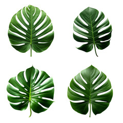 a set of green monstera tropical leaves on transparent background for design elements. clipping path. Created with Generative AI Technology
