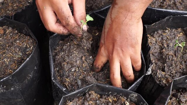 farmer planting bok choy plant seeds into poly bags in the nursery