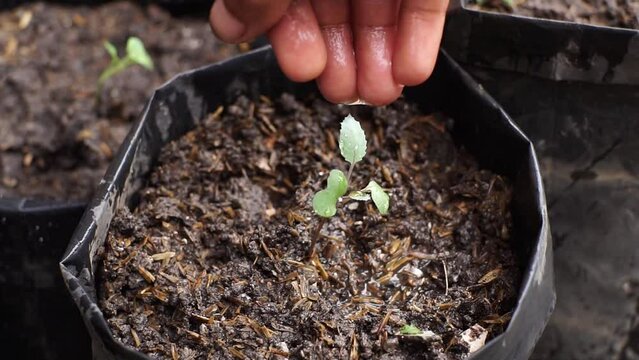 farmer planting bok choy plant seeds into poly bags in the nursery