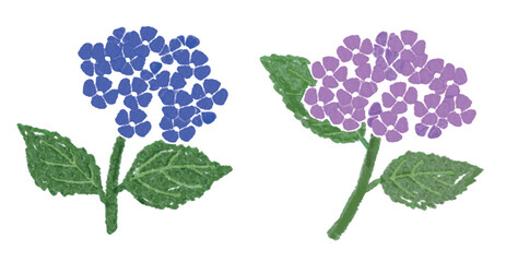 ２色の紫陽花の花のベクターイラスト