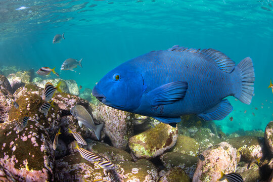 Blue Groper in the crystal-clear water, Sydney Australia