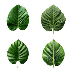 a set of green tropical big leaves on transparent background for design elements. clipping path. Created with Generative AI Technology