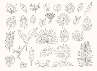 30 Hand-drawn Tropical Leaves Illustration Set