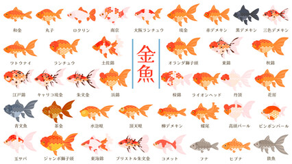 金魚の品種39種類のイラストセット。フラットなベクターイラスト。Illustration set of 39 types goldfish. Flat designed vector illustration.