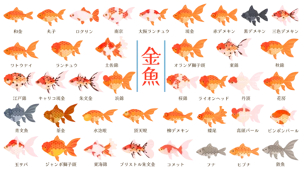 Fotobehang 金魚の品種39種類のイラストセット。フラットなベクターイラスト。Illustration set of 39 types goldfish. Flat designed vector illustration. © nagamushi studio
