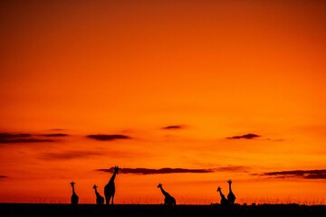 Sunrise in masai mara