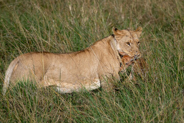 female lion cub