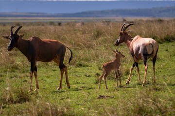 antelope in the savannah