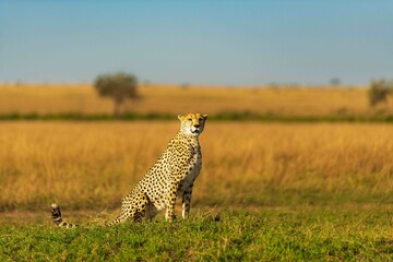 cheetah sitting in the grass © zubair