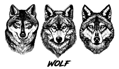 Set of wolves head vector illustration. Wolf drawing in engraving style. Wolf vintage drawing. Wolves hand drawn black and white vector illustration isolated on white background