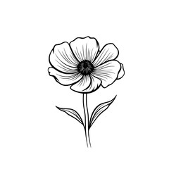 Anemone flower vector illustration isolated on transparent background