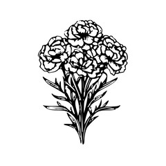 Carnation flower vector illustration isolated on transparent background