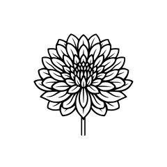 Chrysanthemum flower vector illustration isolated on transparent background - obrazy, fototapety, plakaty