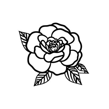 Camellia flower vector illustration isolated on transparent background