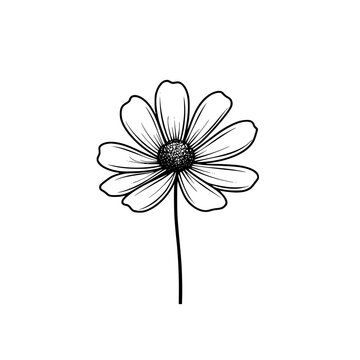 Cosmos flower vector illustration isolated on transparent background