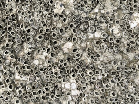 close up shipworm on cement floor