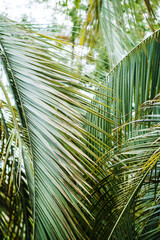Close-up of beautiful palm leaves. Natural calm background with palm leaves. Care for nature