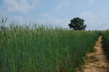 grass and sky
