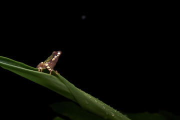 Variable bush frog on a leaf (Raorchestes akroparallagi)