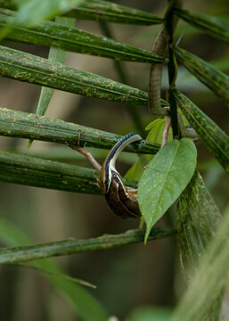 Snake with frog catch (Ashok's bronzeback tree snake with Indosylvirana indica frog catch)