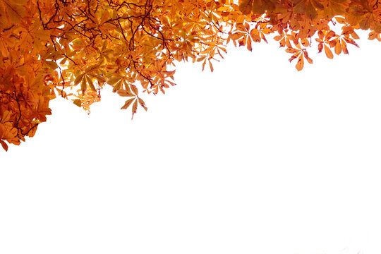 Digital png illustration of tree with autumn leaves on transparent background