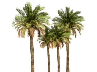 Poster Front view palm tree isolated on white © D85studio
