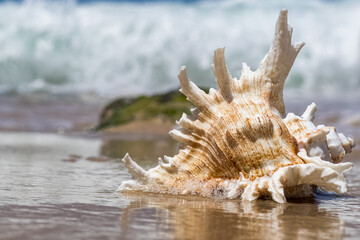 Obraz na płótnie Canvas elegant seashell on sea spray