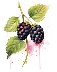 Watercolor Blackberry with leaves isolated on white background