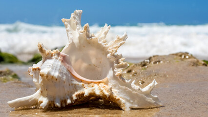 Obraz na płótnie Canvas elegant seashell on sea spray
